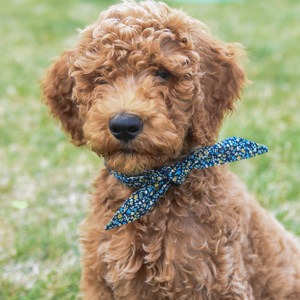 Wool Felt Dog Collar Bow Tie