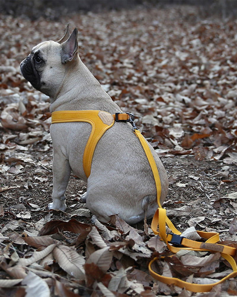 Dog Harness in yellow/mustard color