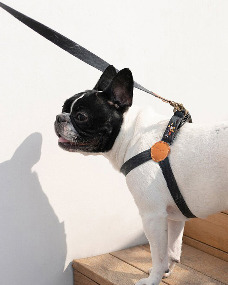 Dog leash and dog harness with superhero dog embroidered. Charcoal and black color. On a French Bulldog