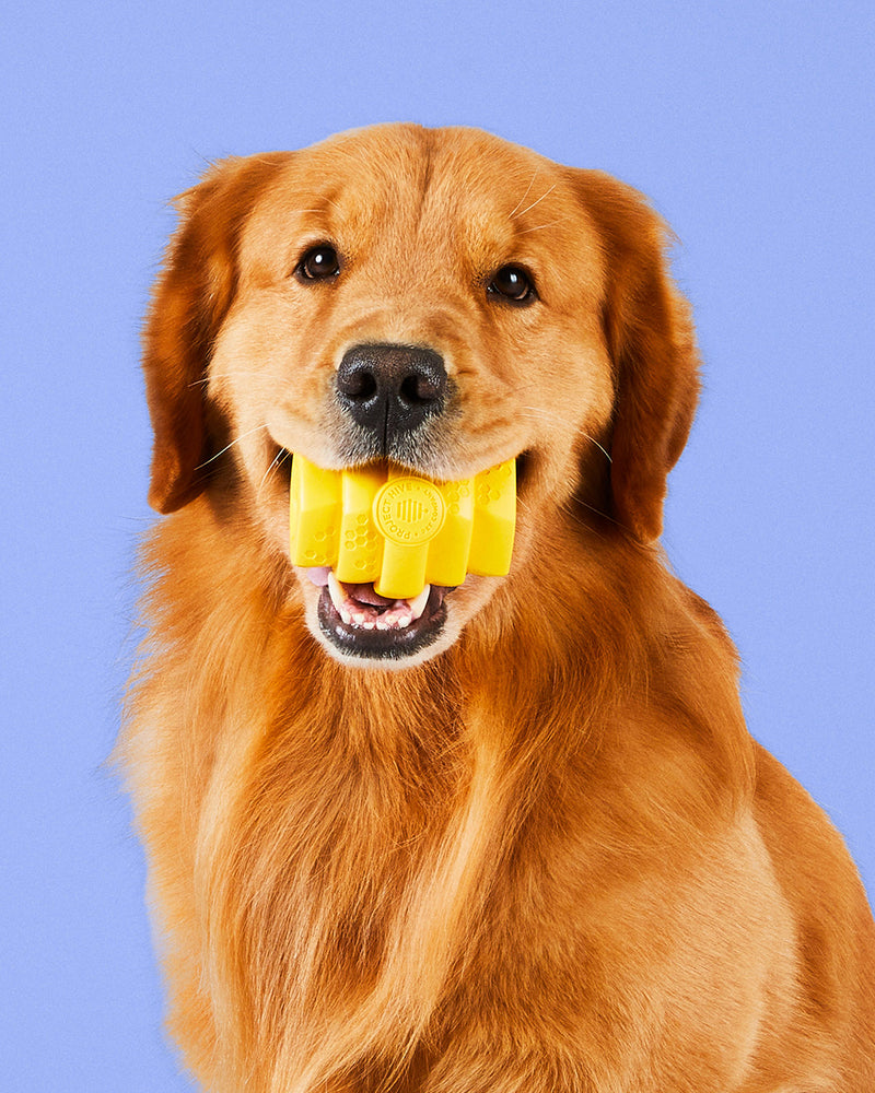Yellow chew toy with honeycomb print for dogs by Project Hive. Small and large options. Pictured in mouth of Golden Retriever.
