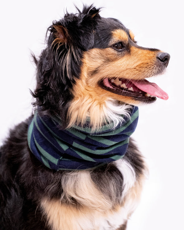SNOOD FOR DOGS GREEN AND NAVY STRIPES. TO KEEP DOGS WARM.