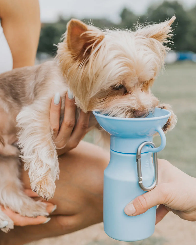 Light blue water bottle for dogs by Springer Pet. Includes a carabiner. Small dog is drinking from it.