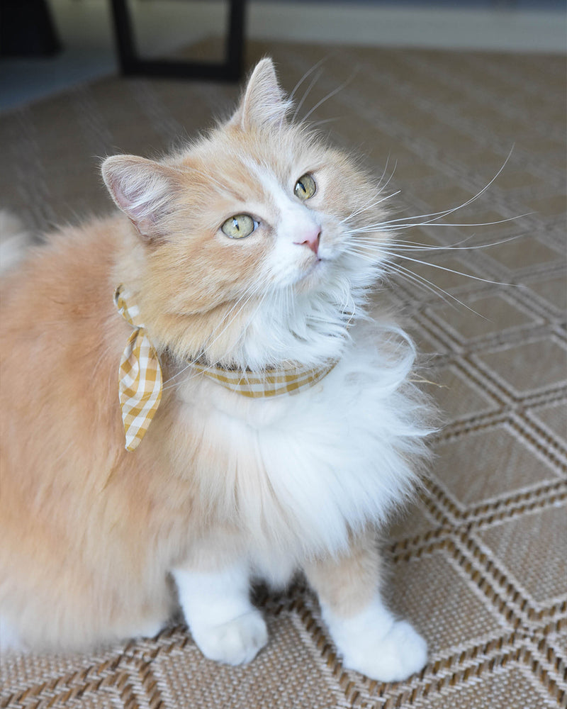 Dark yellow gingham necktie for dogs and cat. Like a rolled bandana but less fuss. Necktie on fluffy cat.