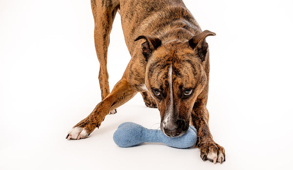 Top Toys for Anxious Dogs