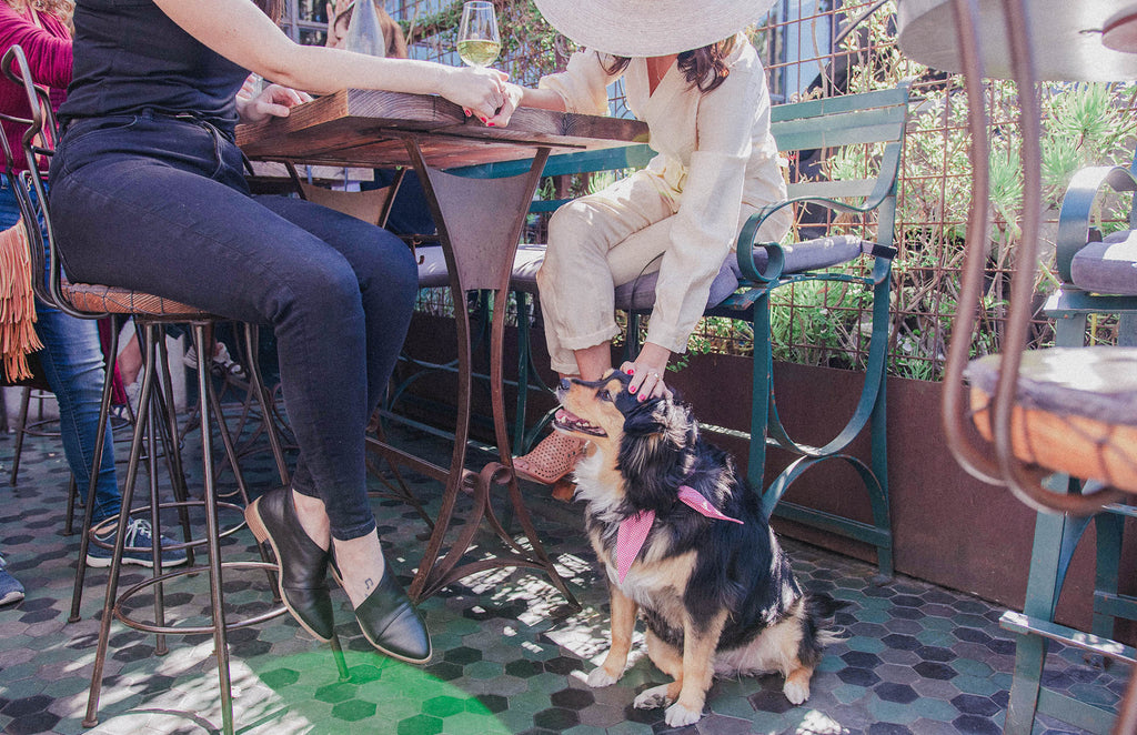 Pet Friendly LA Spots to Take Your Little Valentine