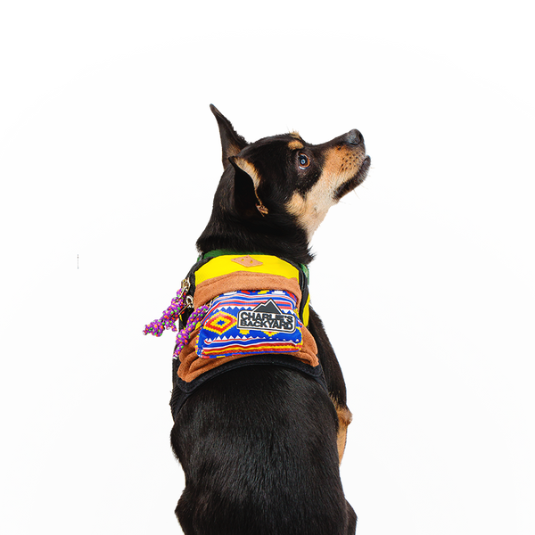 Harness Leash Poop Bag Holder Bundle Set Reversible Dog Harness Small Dog  Pet Harness Dog Leash Waste Bag Dispenser -  Canada