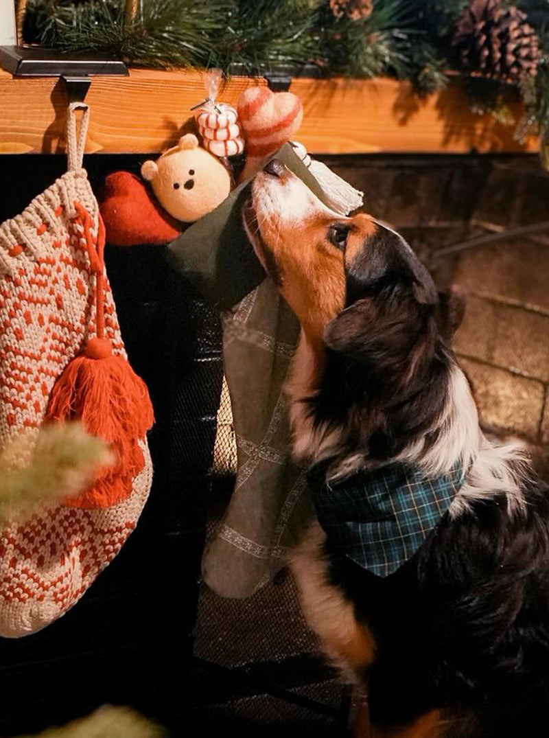 WINTER BANDANA