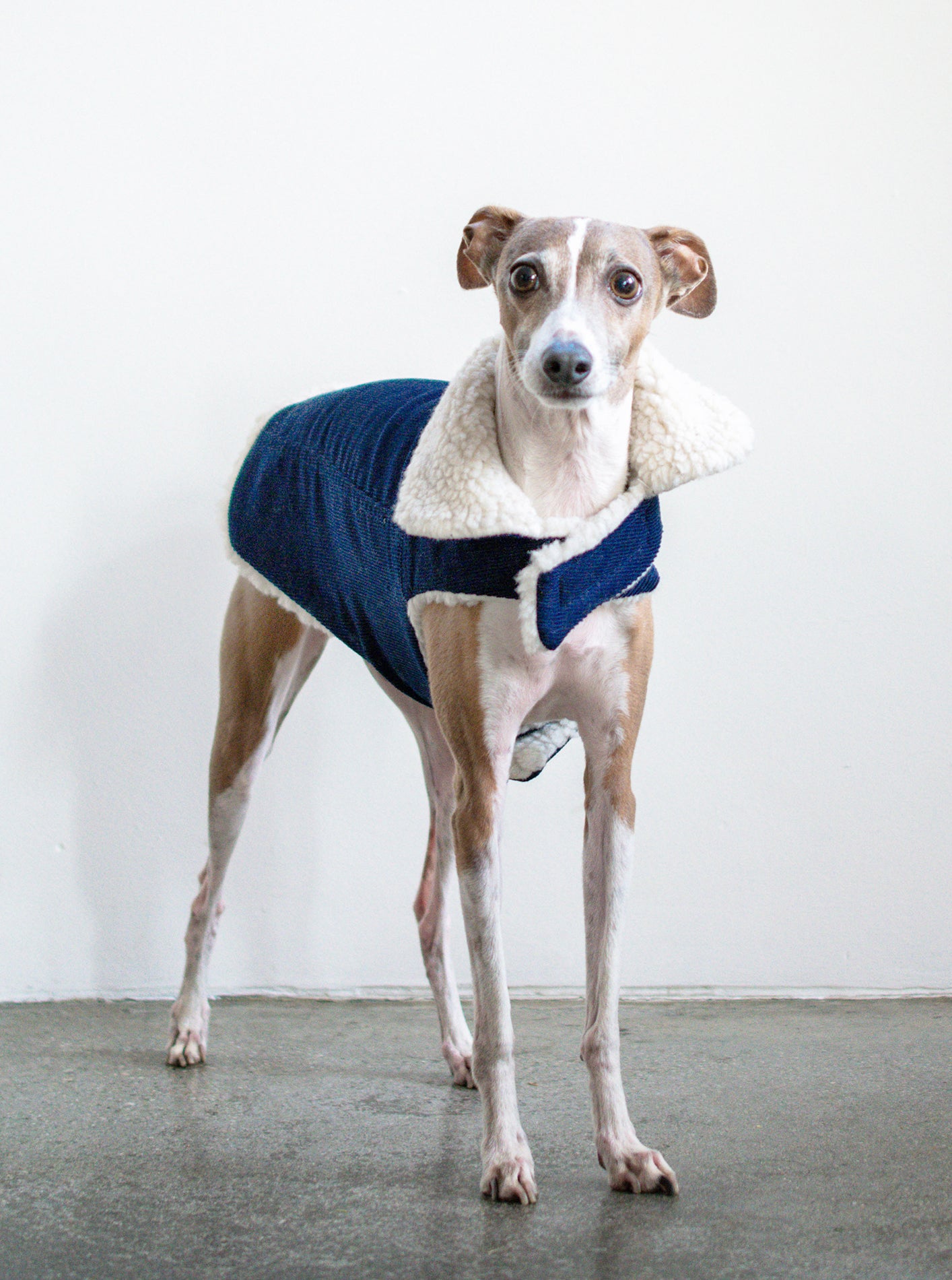 【未使用】MODERNBEAST CLASSIC Dog COAT ★ Sサイズ OUTERWEAR – MODERNBEAST