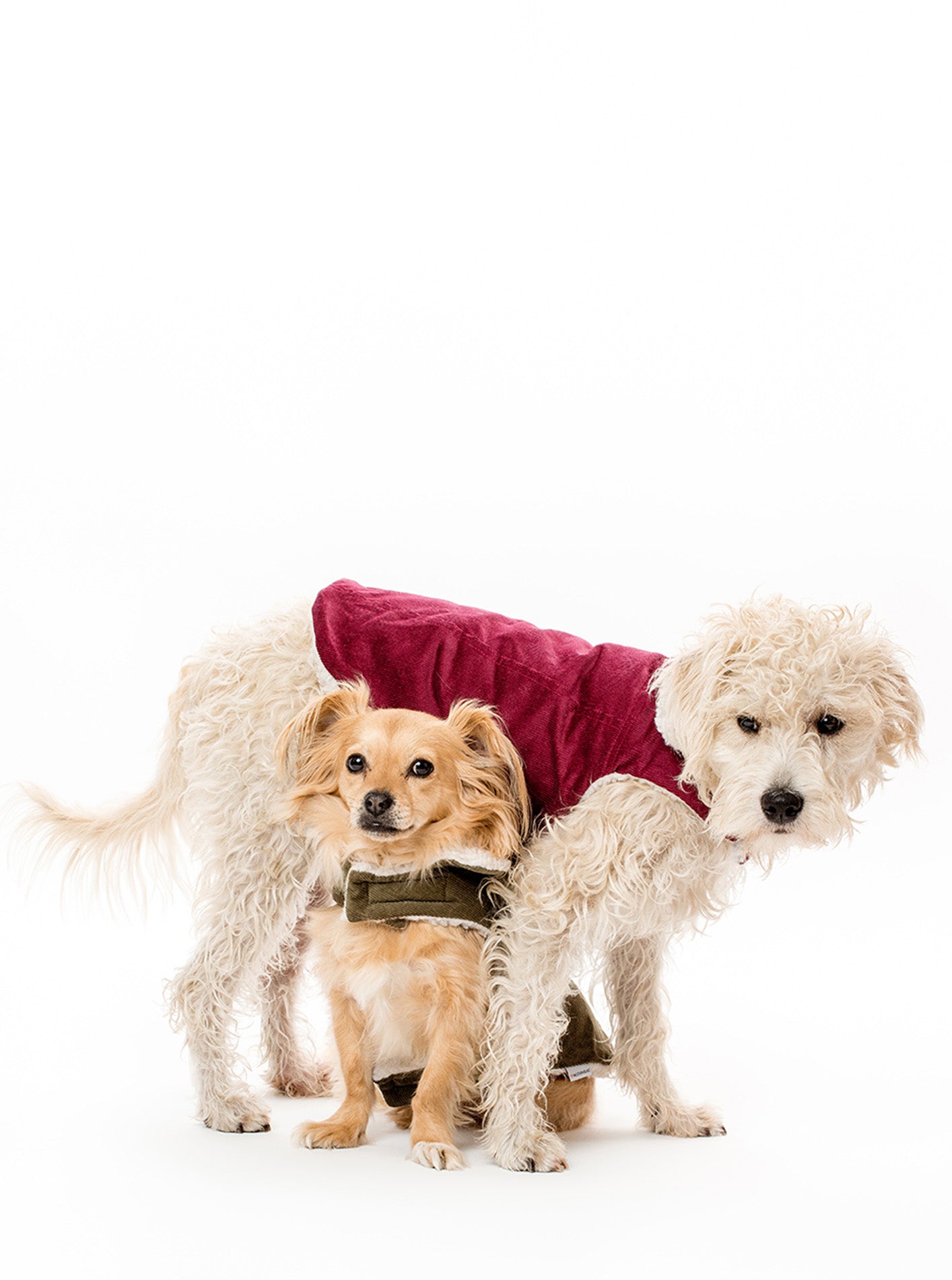 犬用品 【未使用】MODERNBEAST CLASSIC Dog COAT ☆ Sサイズ