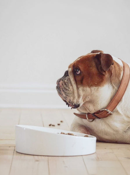 Flat-Faced Ceramic Dog Bowl