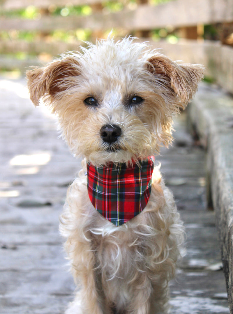 WINTER BANDANA