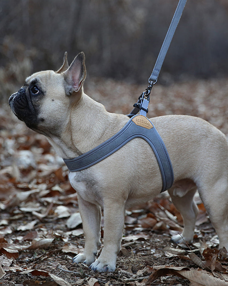 GREY EASY DOG LEASH BY CHARLIES BACKYARD. ADJUSTABLE. PICTURED ON FRENCH BULLDOG WALKING IN LEAVES.
