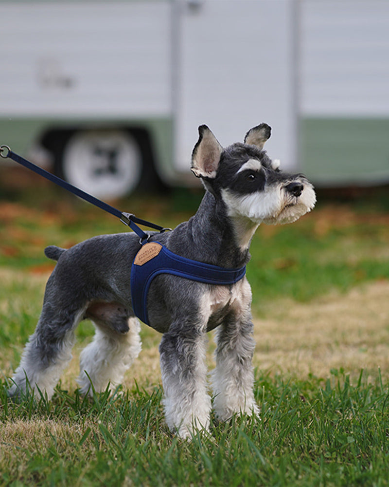 Blue/navy dog harness. Easy Harness by Charlie's Backyard.
