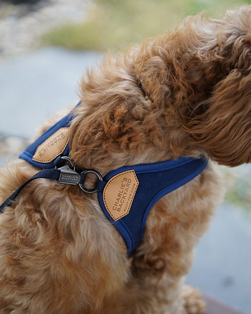 Blue Easy Harness by Charlie's Backyard for dogs.