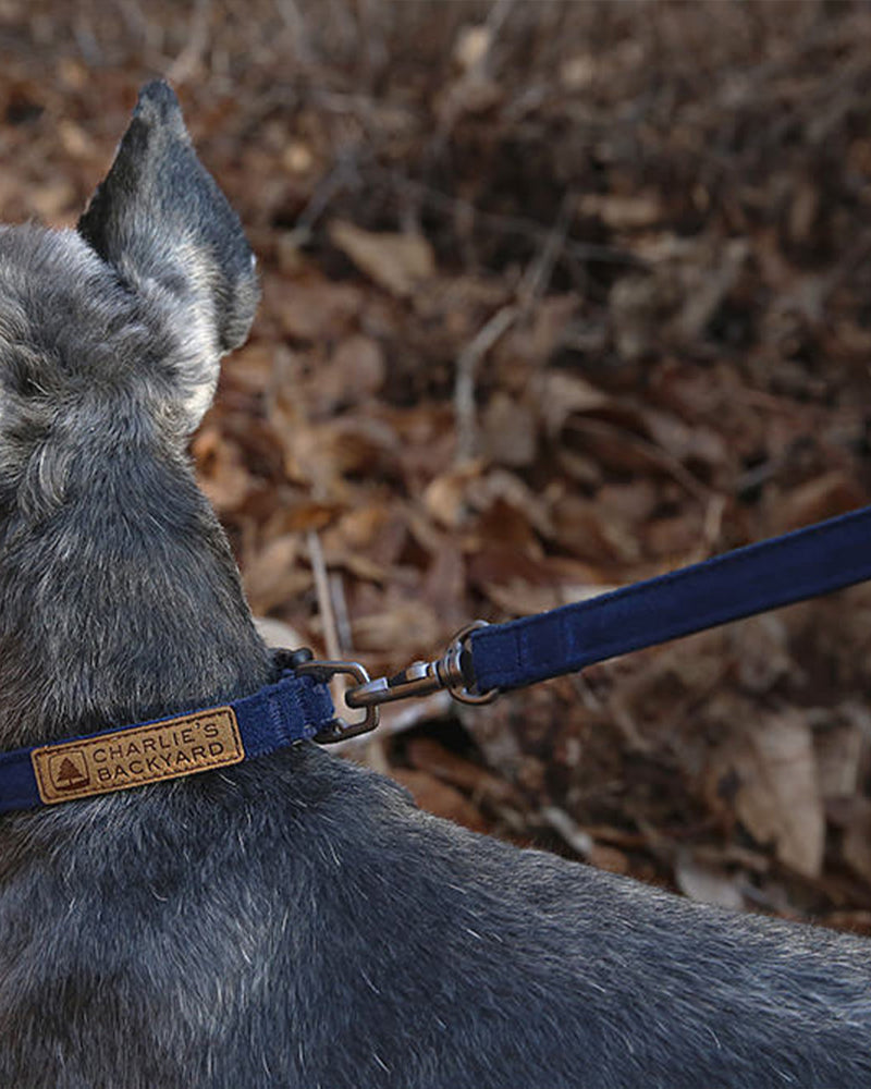 NAVY EASY DOG LEASH BY CHARLIES BACKYARD. ADJUSTABLE. PICTURED ON DOG HIKING IN LEAVES.