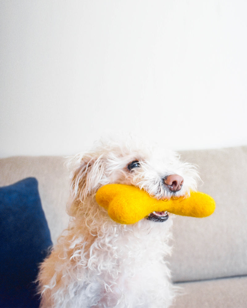 DOG BONE MADE OF 100% ORGANIC WOOL FELT DENSELY PACKED. ECO FRIENDLY. DURABLE. SMALL AND LARGE. YELLOW HELD BY WHITE FLUFFY DOG.