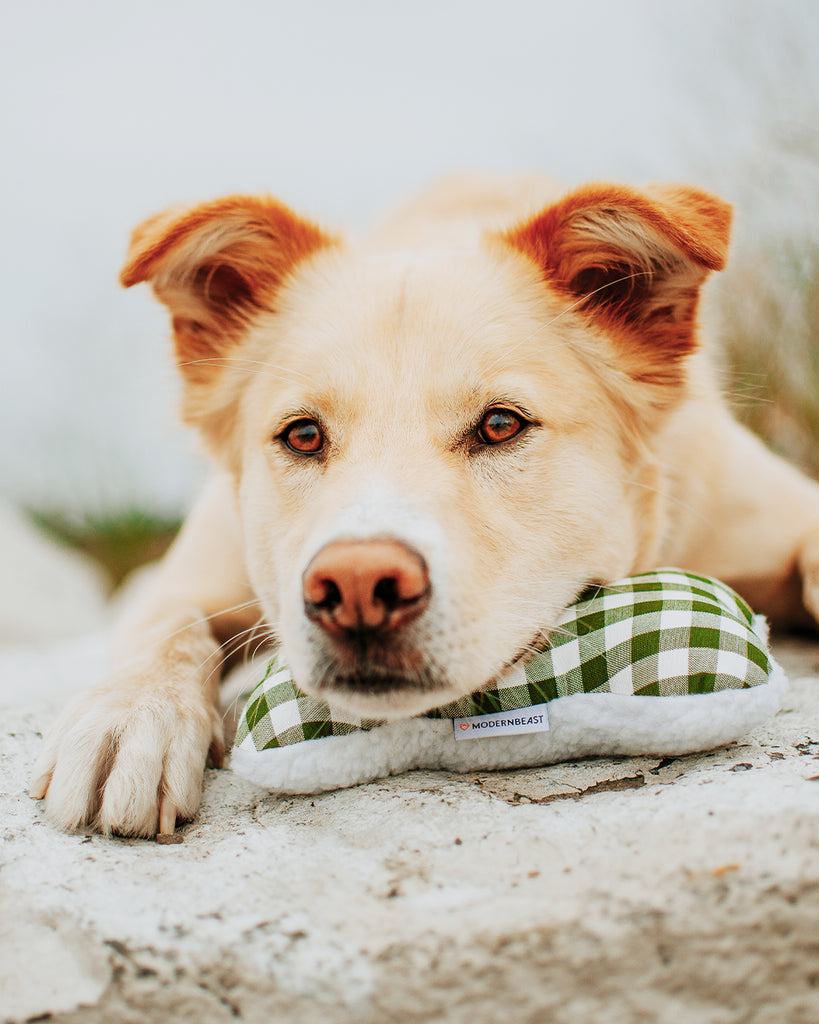 Dog Toy filled with 100% organic lavender to help calm your pet. Designed to give back 100%.