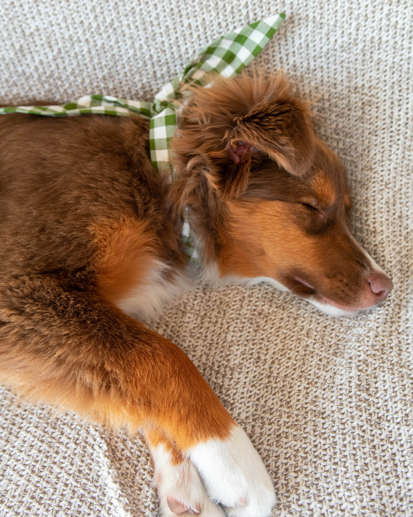 Dark green gingham necktie for dogs and cat. Like a rolled bandana but less fuss.