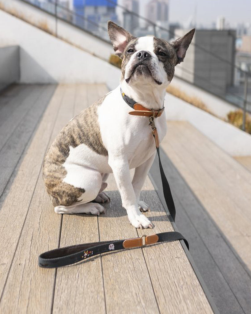 Dog leash and dog harness with superhero dog embroidered. Charcoal and black color. On a French Bulldog.