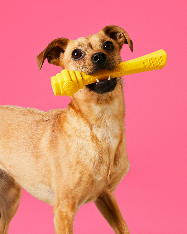 Yellow fetch stick with honeycomb pattern by Project Hive. Shown in the mouth of a brown dog.