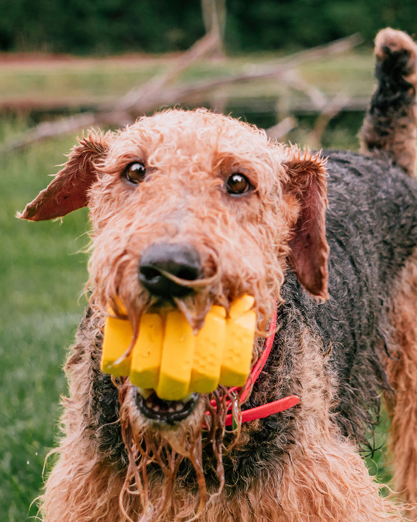 Yellow chew toy with honeycomb print for dogs by Project Hive. Small and large options. Pictured in mouth of brown and black dog.