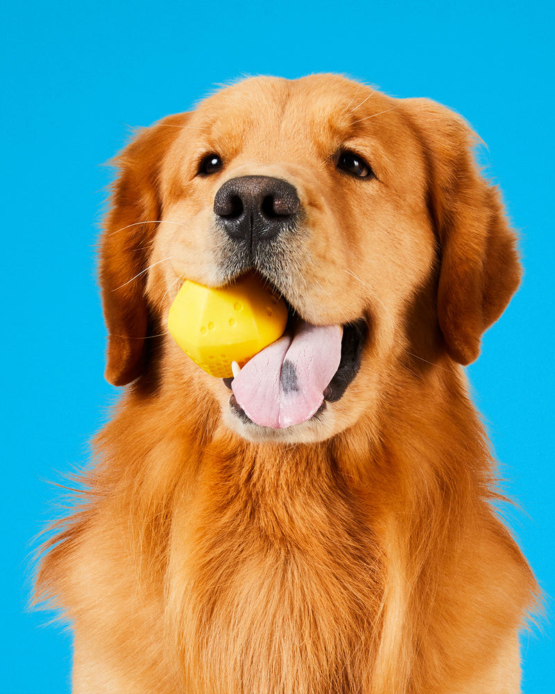 Yellow ball for dogs made by Project Hive. Featured in the mouth of a Golden Retriever on a blue background.