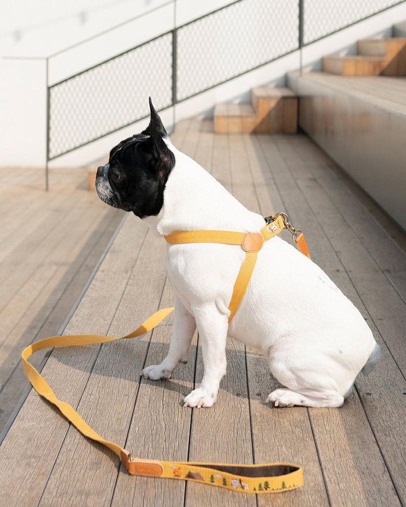 Dog leash and dog harness with superhero dog embroidered. Mustard and yellow color. On a French Bulldog