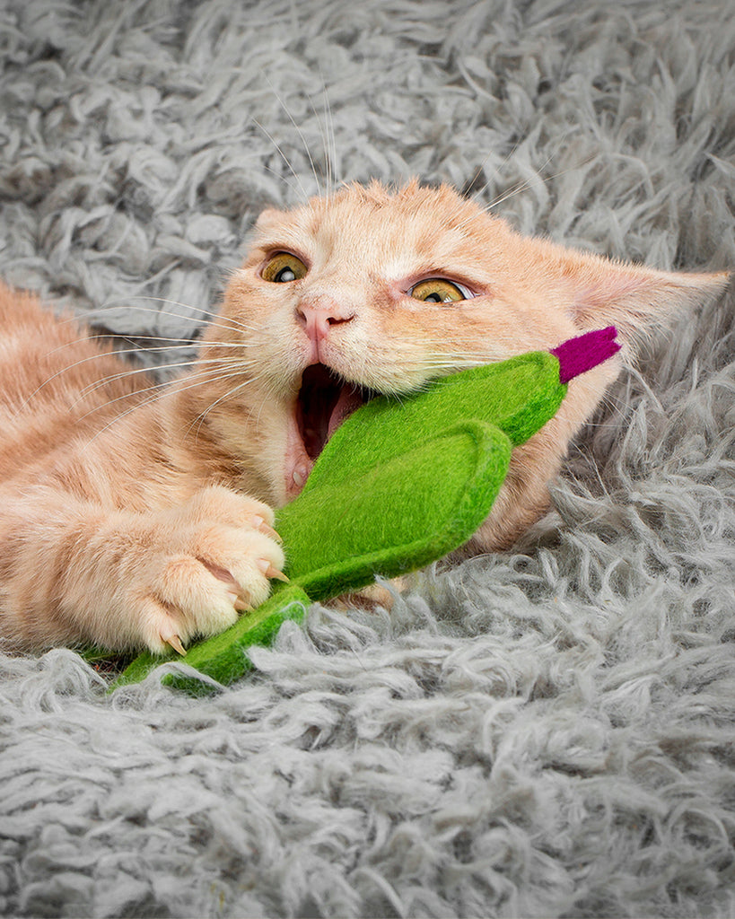 CAT TOY KITTY CACTUS FILLED WITH CATNIP. SHOWN WITH AN ORANGE CAT.