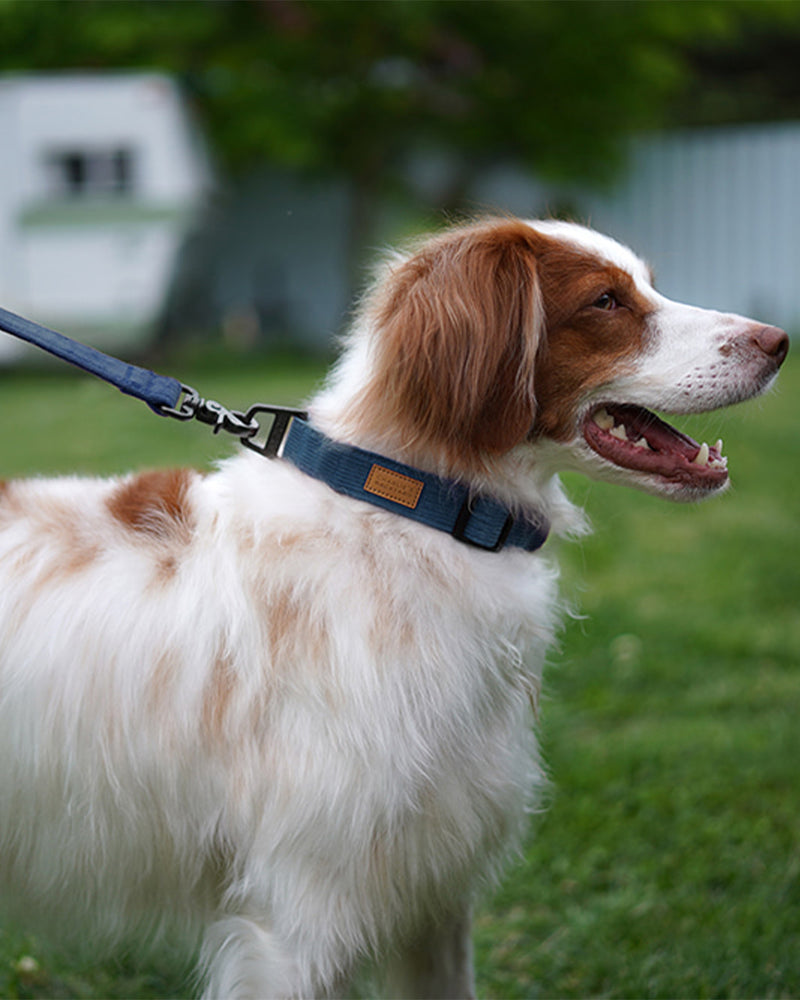 Blue/Navy dog leash by Charlie's Backyard