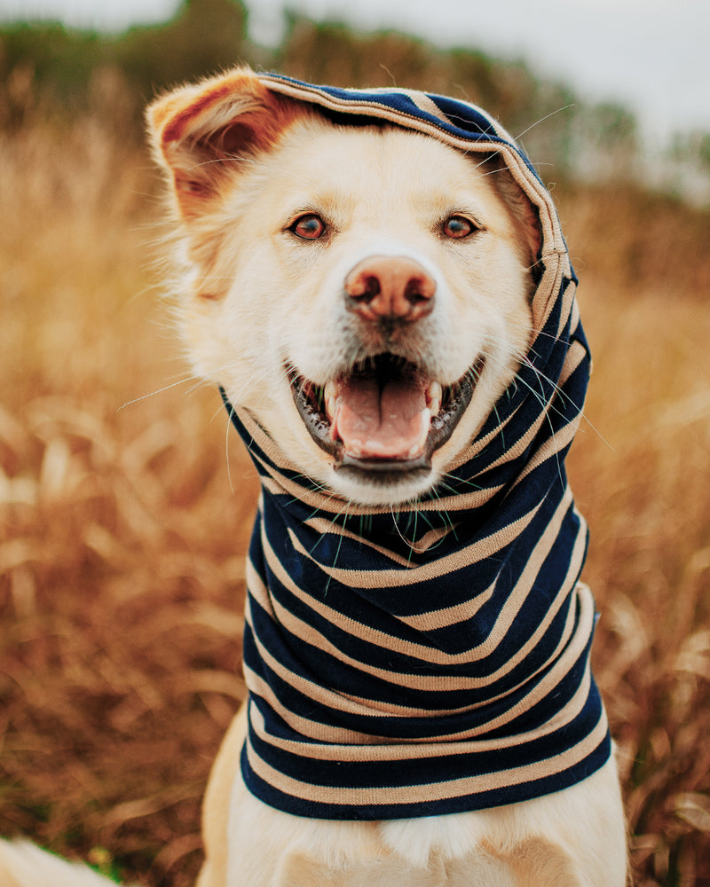 SNOOD FOR DOGS TAN AND NAVY STRIPES. TO KEEP DOGS WARM.