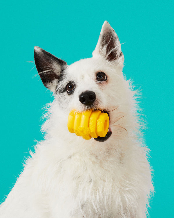 Yellow chew toy with honeycomb print for dogs by Project Hive. Small and large options. Pictured in mouth of black and white dog.
