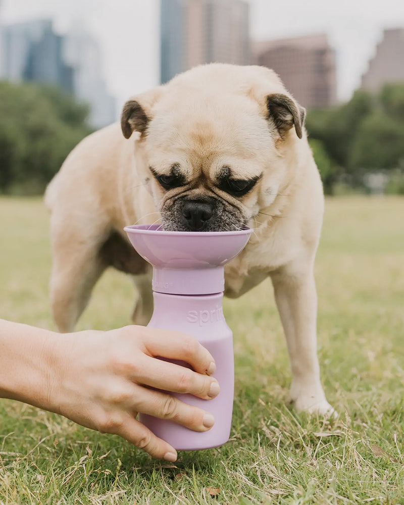 Lilac water bottle for dogs by Springer Pet. Includes a carabiner. Pug is drinking from it.