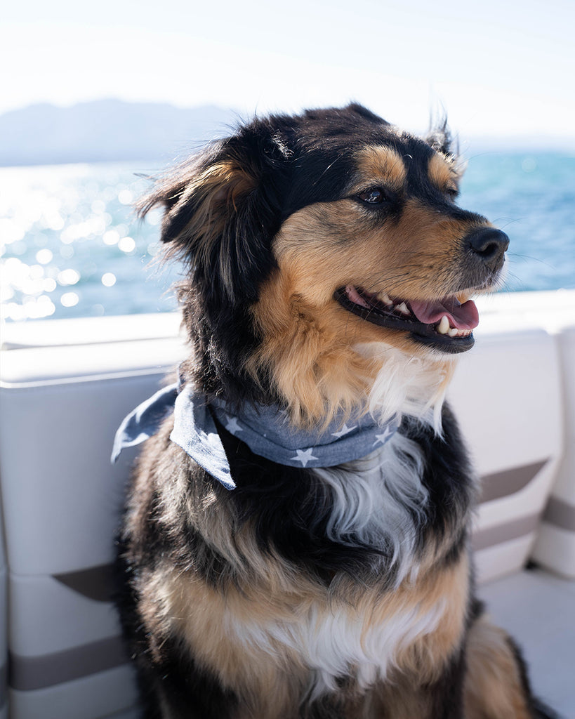 Star necktie for dogs and cat. Like a rolled bandana but less fuss. Necktie on Australian Shepherd mix.