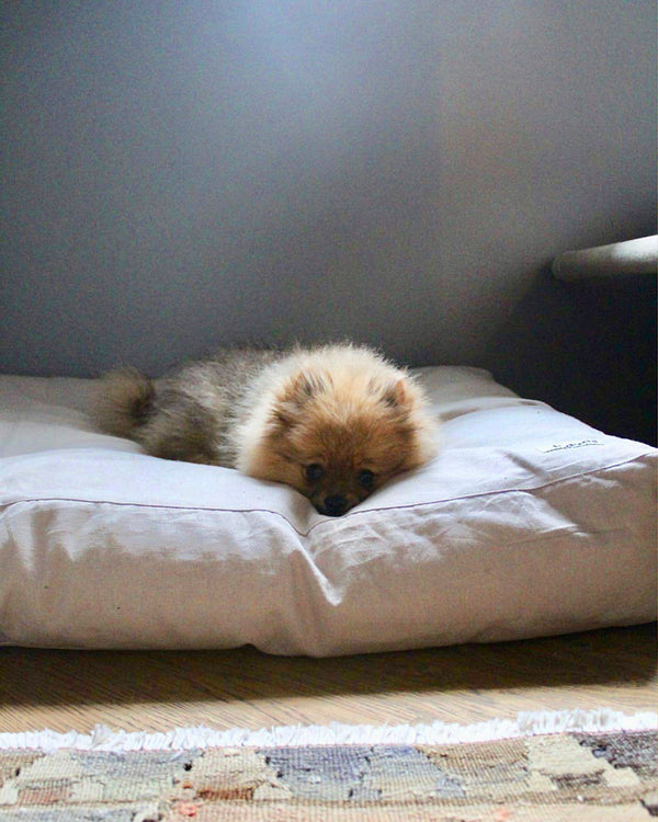 Light grey neutral rectangular dog bed. Small Pomeranian lying on bed.