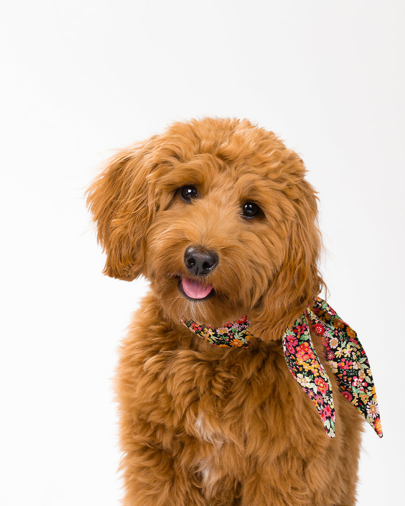 NECKTIE FOR CATS AND DOGS. BANDANA WITHOUT THE FUSS. FLORAL PRINT.