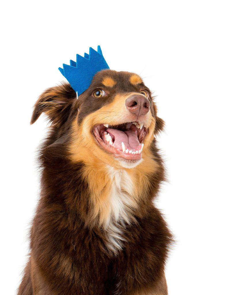 PET CROWNS FOR DOGS AND CATS MADE OF ORGANIC WOOL FELT AND ADJUSTABLE STRAP