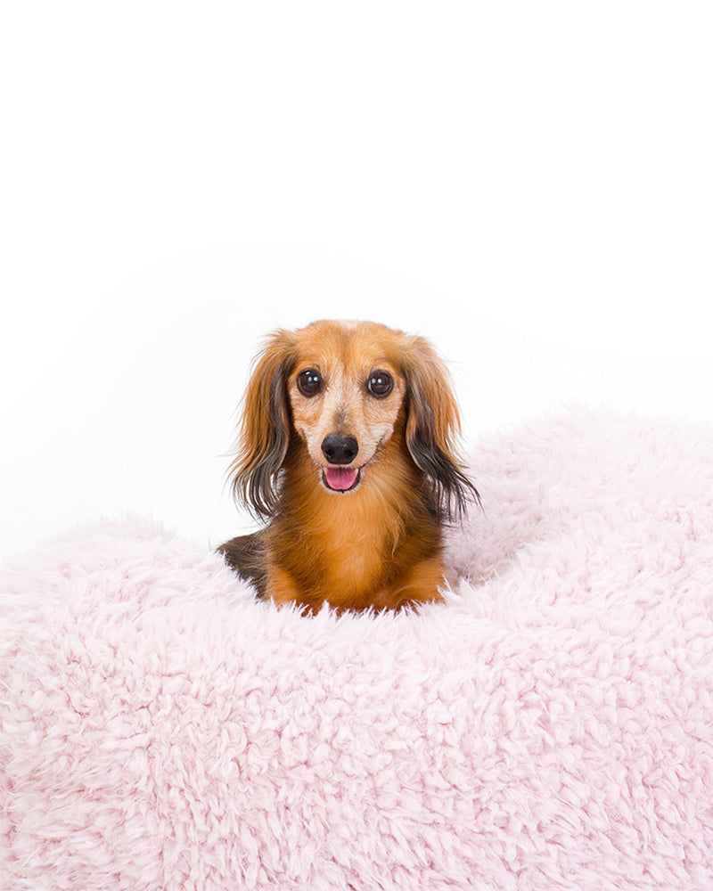 A Dachshund is lying in a dog bed. The Dog bed is in pink soft material, available in small and large sizes and made out of recycled materials.