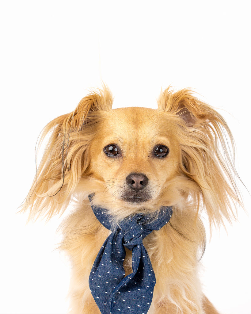 NECKTIE FOR CATS AND DOGS. BANDANA WITHOUT THE FUSS. DENIM POLKADOT.