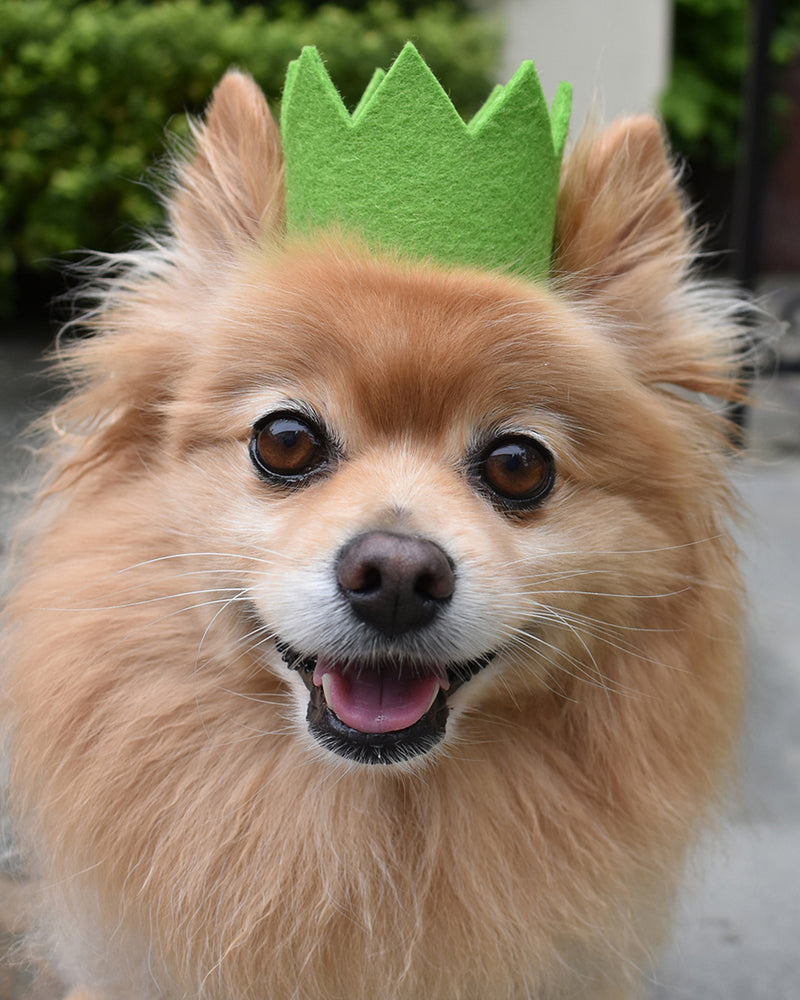 PET CROWNS FOR DOGS AND CATS MADE OF ORGANIC WOOL FELT AND ADJUSTABLE STRAP