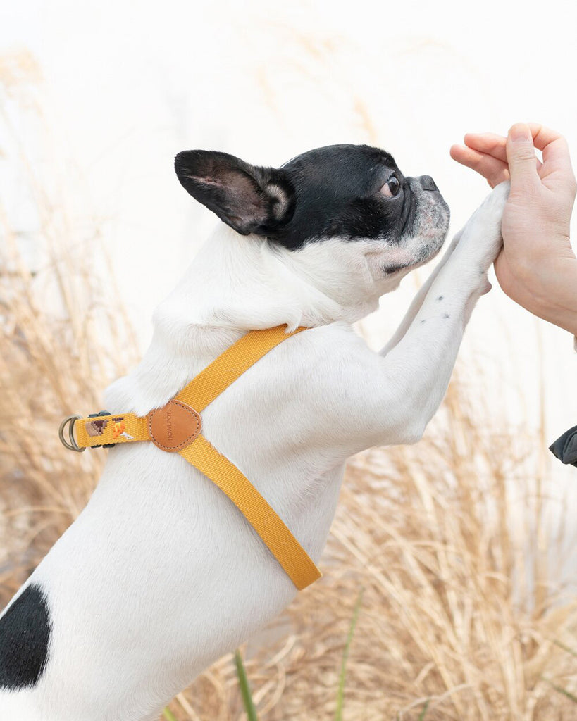 Dog leash and dog harness with superhero dog embroidered. Mustard and yellow color. On a French Bulldog