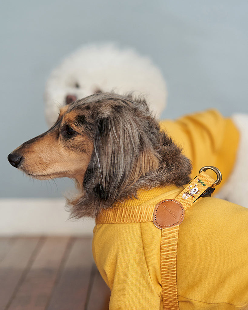 Dog leash and dog harness with superhero dog embroidered. Mustard and yellow color. On a Dachshund.