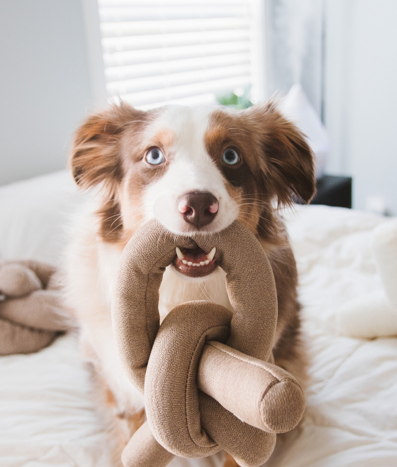Cotton tan NOU by Lambwolf Collective. Long rope toy tied into a knot. Shown with an Australian Shepherd.