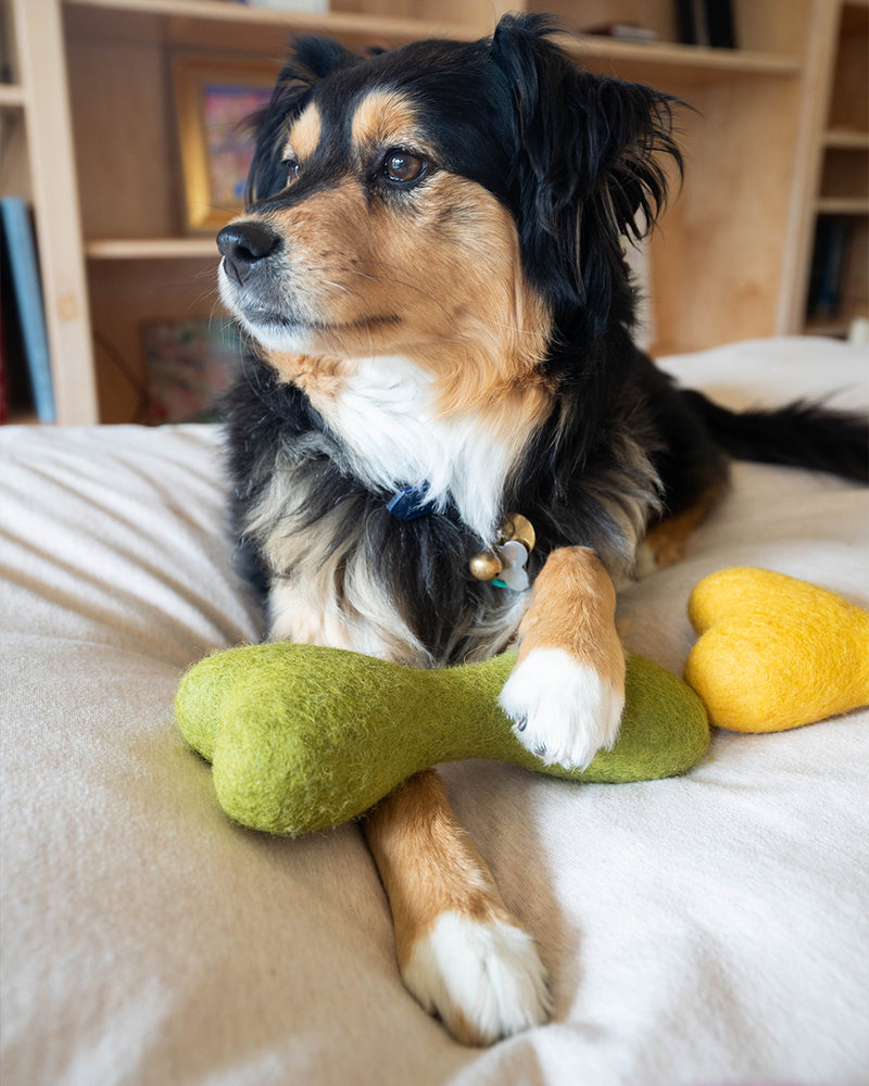 DOG BONE MADE OF 100% ORGANIC WOOL FELT DENSELY PACKED. ECO FRIENDLY. DURABLE. SMALL AND LARGE. GREEN AND YELLOW HELD BY AUSSIE MIX.