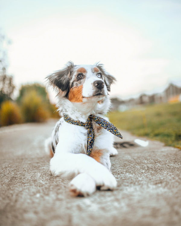 Dark blue floral necktie for dogs and cat. Like a rolled bandana but less fuss. Aussie Shepherd is wearing necktie.