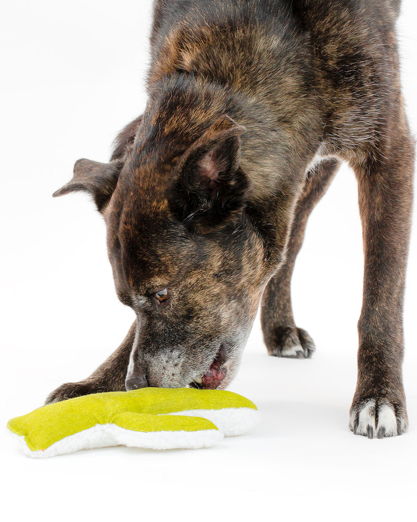 Cactus shaped dog toy filled with organic mint.