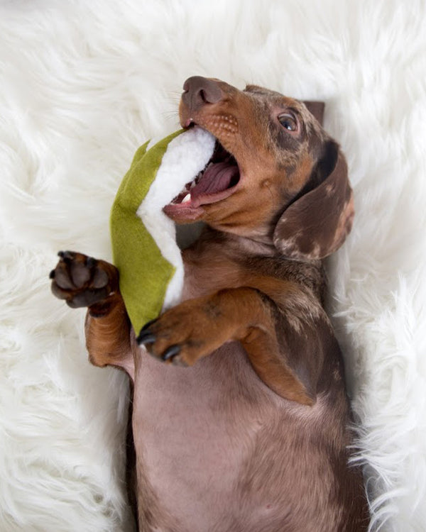 Plush Cactus shaped dog toy filled with organic mint and crinkle. Dachshund playing with dog toy.