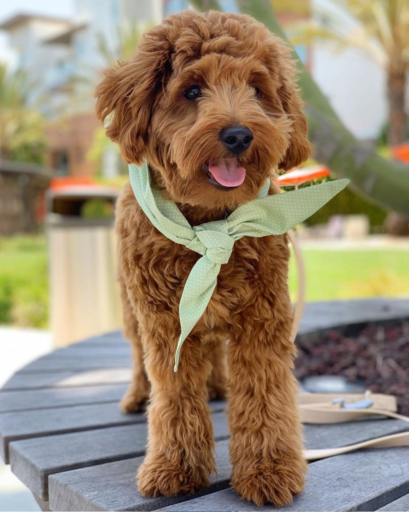 NECKTIE FOR CATS AND DOGS. BANDANA WITHOUT THE FUSS. POLKADOT PRINT.