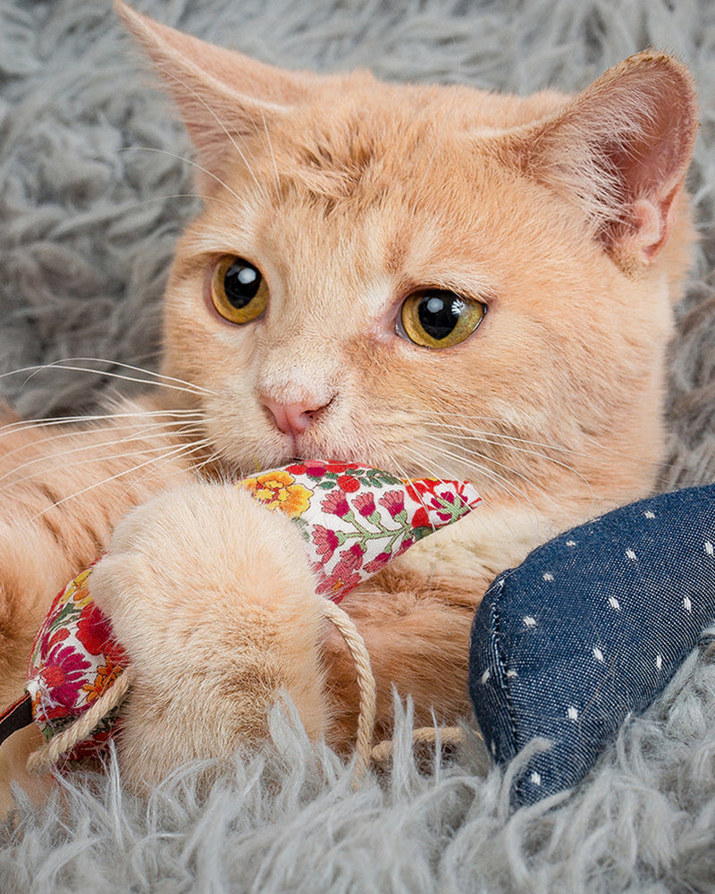 Orange tabby cat holding three modern mice cat toy filled with catnip.