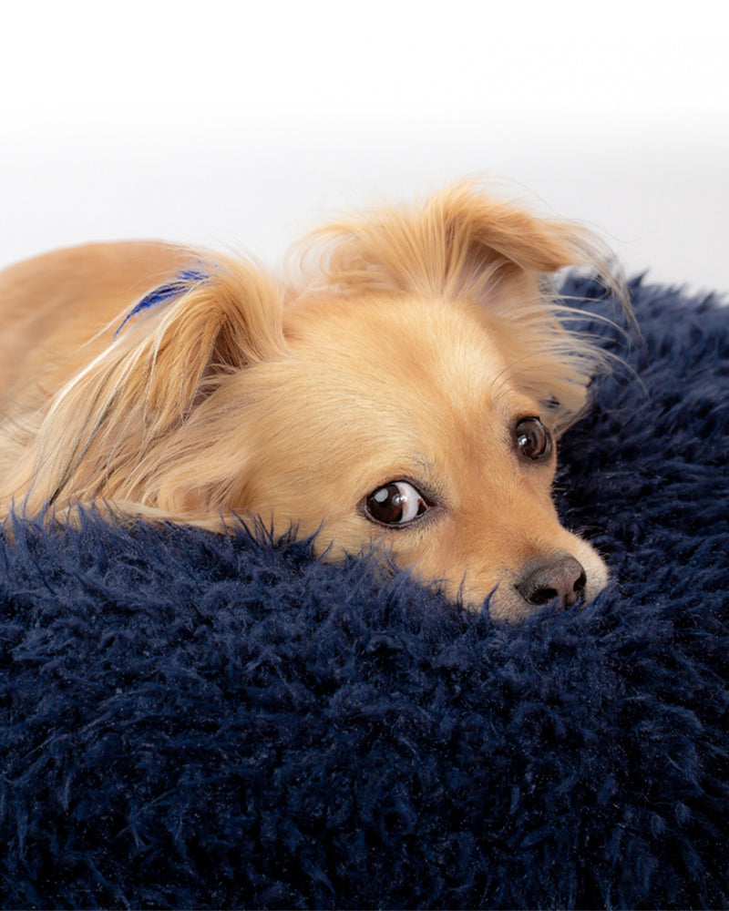 A small, long haired dog is lying in a dog bed. A dog bed is in navy soft material, available in small and large sizes and made out of recycled materials.