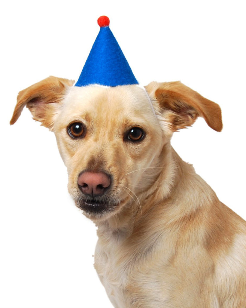 PARTY HAT FOR DOGS AND CATS. 100% WOOL FELT WITH A POMPOM. BIRTHDAY CELEBRATION PARTY.